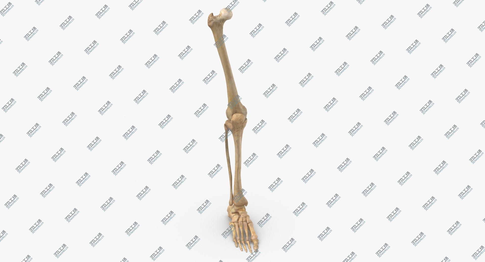 images/goods_img/20210319/3D model Real Human Leg Bones Anatomy 01/4.jpg